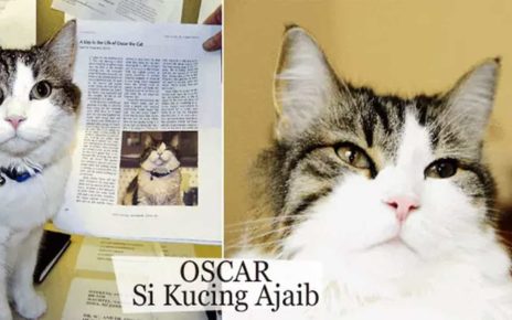 Kucing Lucu Ini Tahu Kapan Seseorang Akan Mati