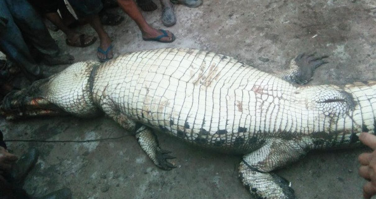 Buaya makan manusia