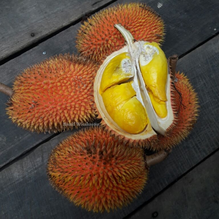 Durian Kalih