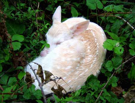 Hewan Albino Terlangka di Dunia