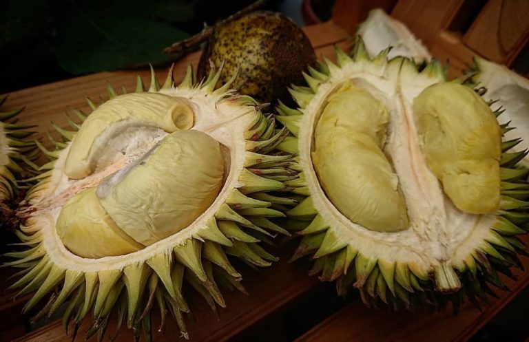 durian Karantungan