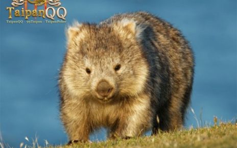 fakta unik wombat