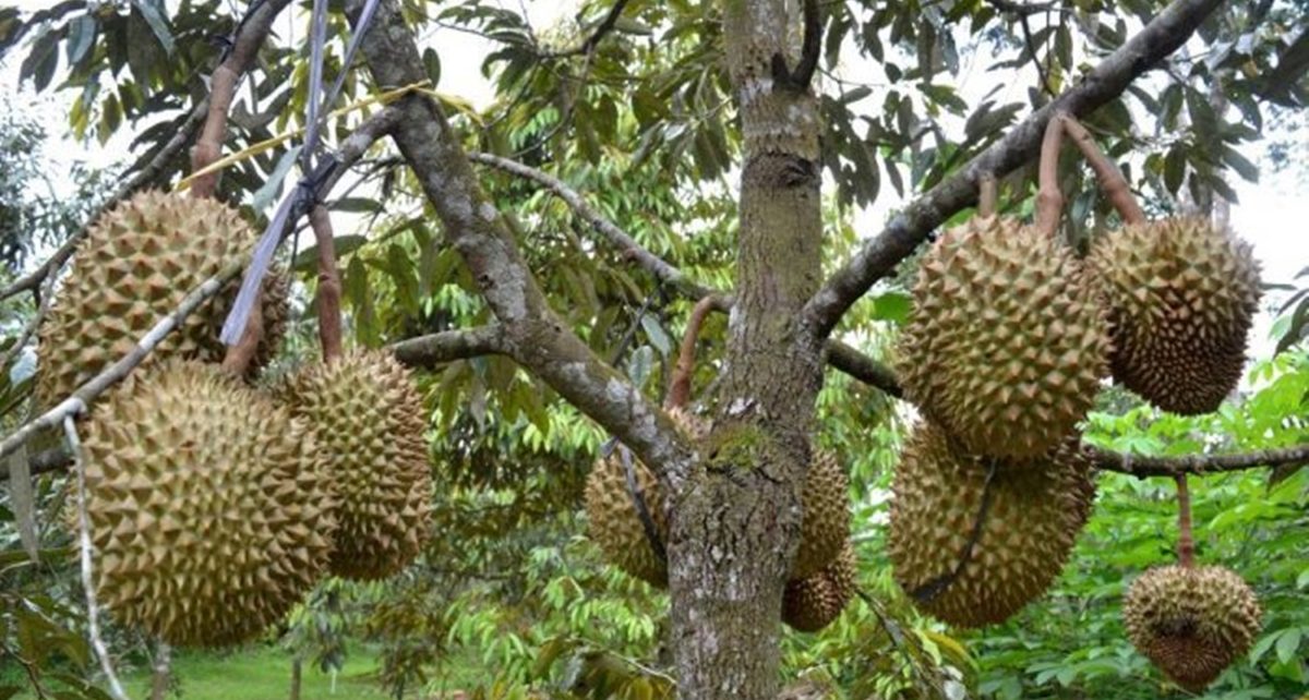 Ini Manfaat Durian Buat Kesehatan Tubuh