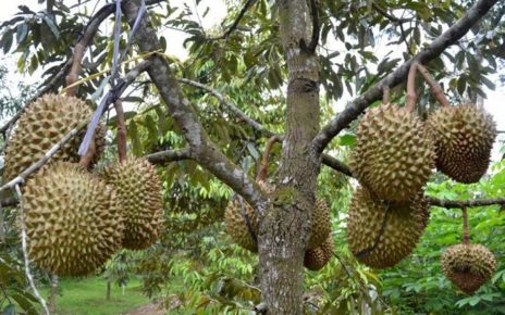 Ini Manfaat Durian Buat Kesehatan Tubuh