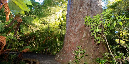 Hutan Kota Yang Terbaik di Dunia