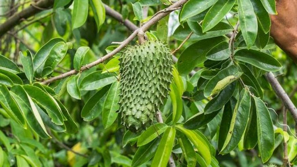 15 Manfaat Daun Sirsak Bagi Kesehatan