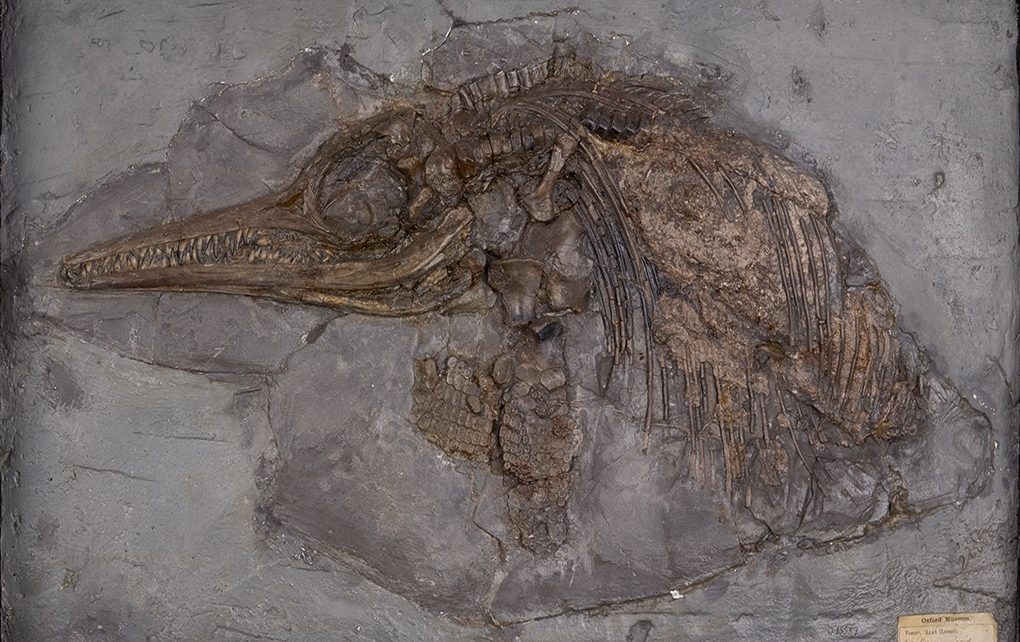 Fosil Hewan Prasejarah Telah di Sembunyikan Karena Agama