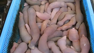 Ikan Penis, Makanan Pembangkit Gairah di Korea Gegerkan California