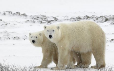 Beruang Kutub T-34, Fenomena Miris Yang Membahayakan Hidupnya