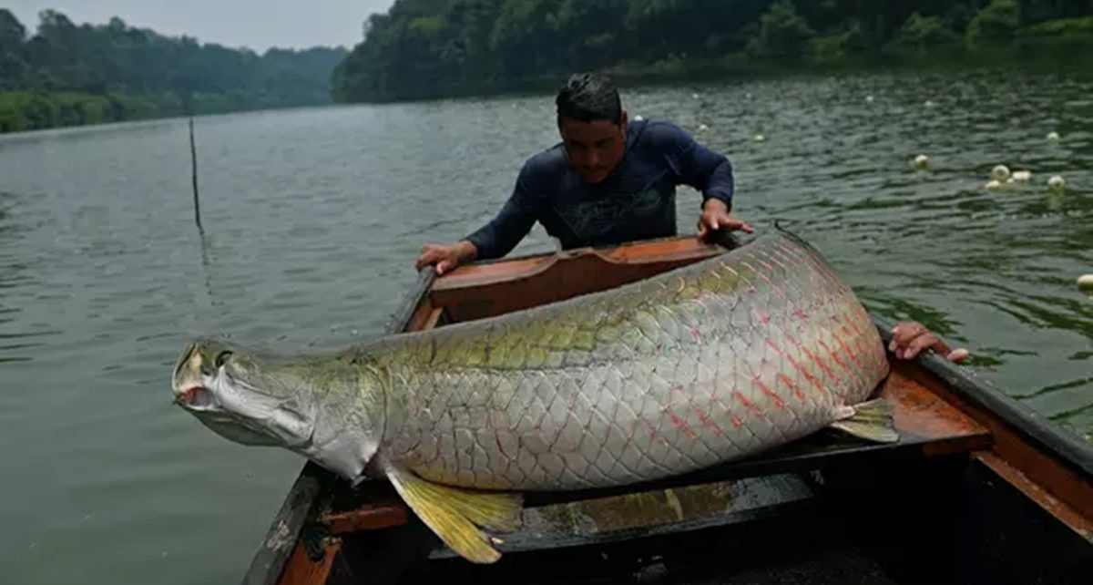 Inilah 6 Ikan Paling Mengerikan di Dunia, Salah Satunya Ada di Indonesia