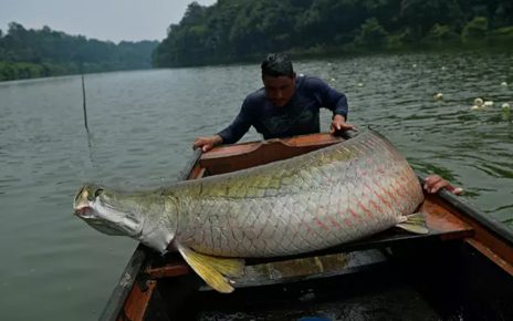 Inilah 6 Ikan Paling Mengerikan di Dunia, Salah Satunya Ada di Indonesia