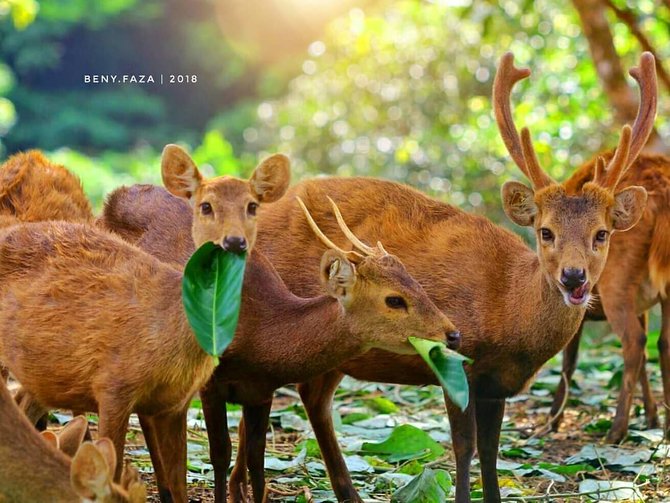 Objek Wisata Keren di Pulau Bawean Gresik