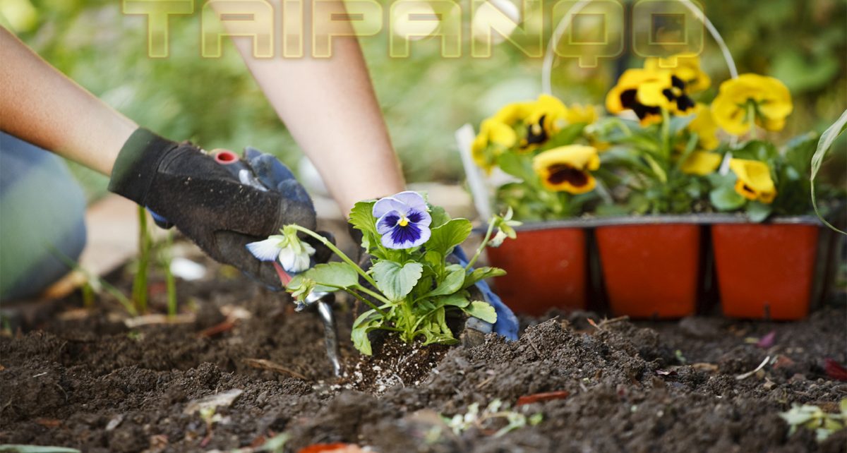 Ternyata Cuka Memiliki Manfaat Buat Berkebun?