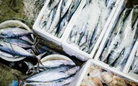 Bahaya Ikan Berformalin Bagi Kesehatan