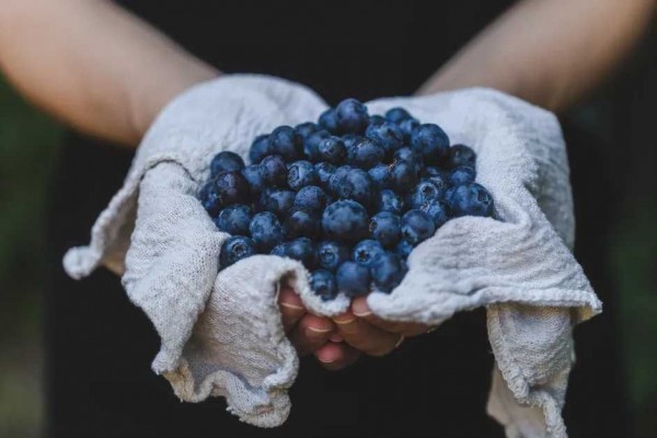 Ini Manfaat Sehat Blueberry Rajanya Antioksidan