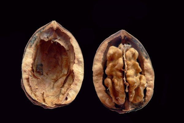Manfaat Sehat dari Kacang Walnut