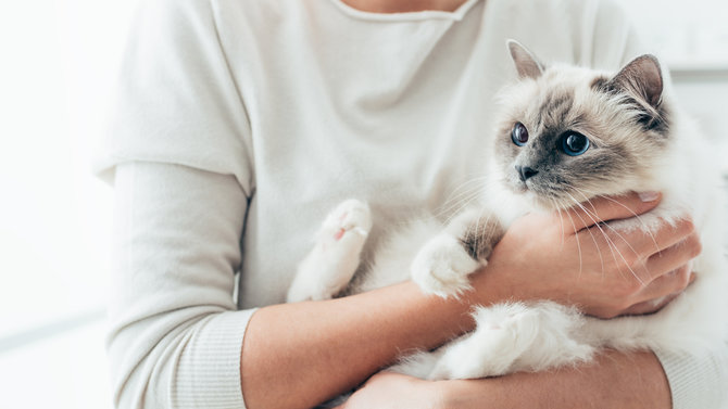 Cara Terbaik Menggendong Kucing, Anti  Kena Cakar