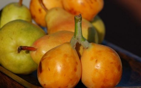 Manfaat Ajaib Loquat bagi Kesehatan