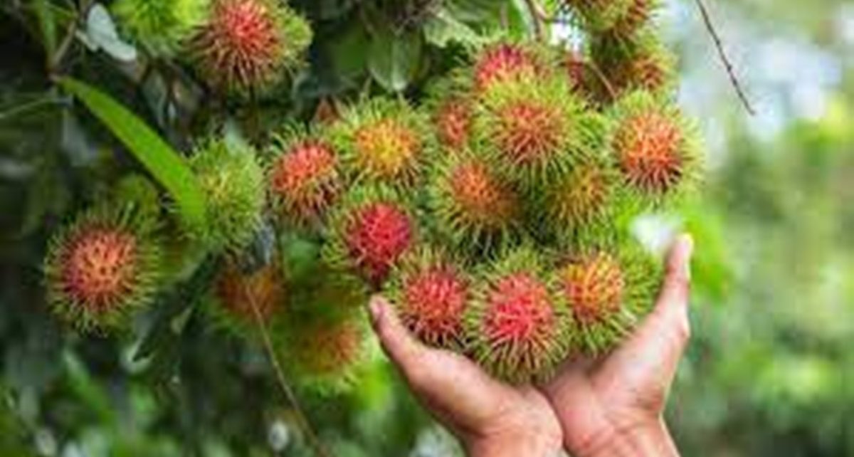 5 Manfaat Rambutan untuk Kesehatan, Penuh Kandungan Nutrisi