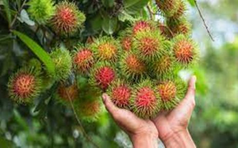 5 Manfaat Rambutan untuk Kesehatan, Penuh Kandungan Nutrisi