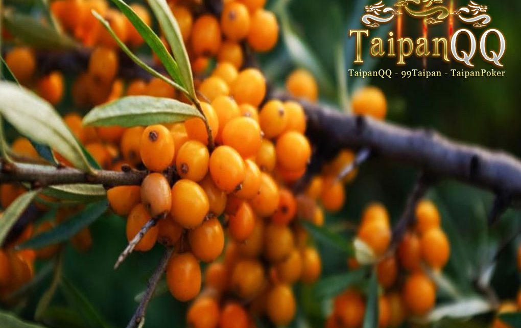 Potensi Manfaat Sea Buckthorn untuk Kulit