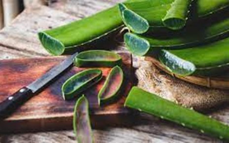 12 Manfaat Aloe Vera Untuk Wajah, Atasi Jerawat dan Mencerahkan Kulit