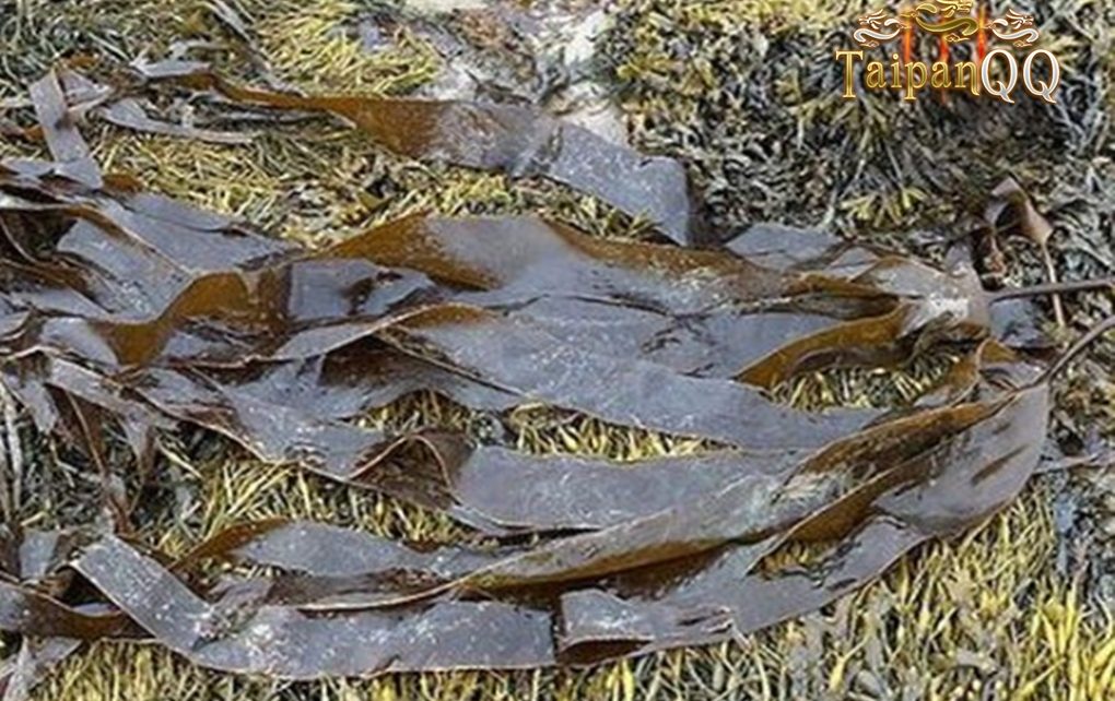 Pentingnya Rumput Laut Kelp Bagi Nutrisi dan Manfaat Dalam Tubuh