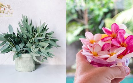 Bunga Yang Bisa Membuat Ruangan Lebih Harum
