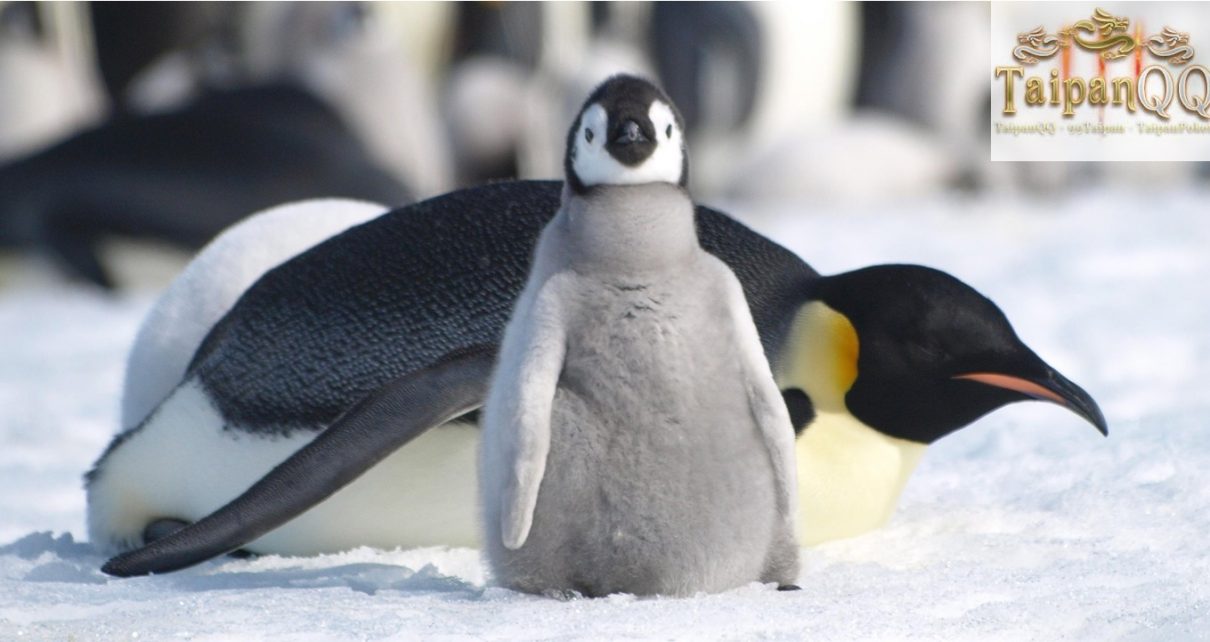 9 Informasi Menarik Tentang Penguin .