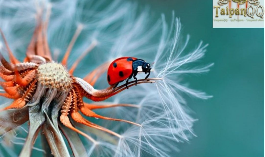 Tips Fotografi Makro Bagi Pemula