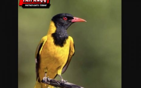 Spesies Burung Tercantik Asal Benua Afrika, Bikin Terpukau