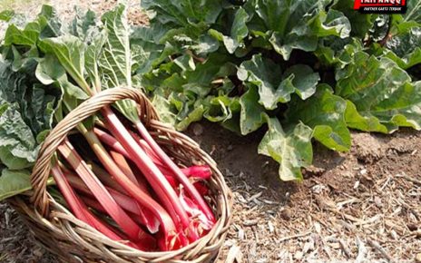 Tumbuhan Beracun Rhubarb Yang Sering Di Olah Untuk Konsumsi