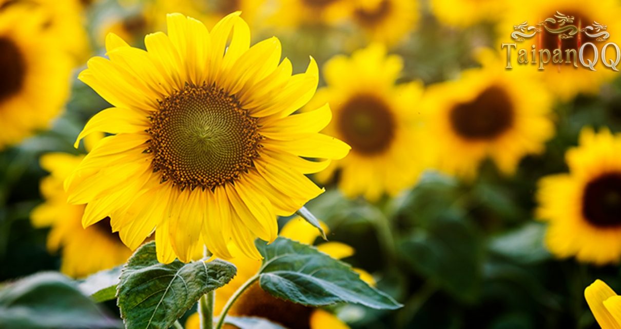 Tips Merawat Bunga Matahari Untuk Pemula