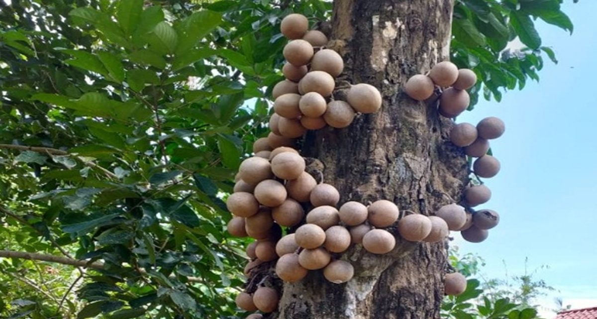 8 Khasiat Buah Kepel bagi Kesehatan Tubuh