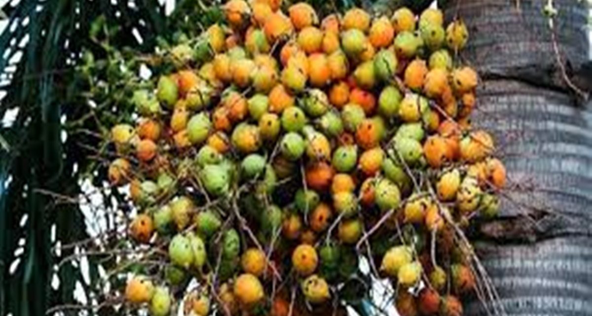 Beragam Manfaat Buah Pinang untuk Kesehatan