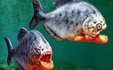 11 Fakta Ikan Piranha