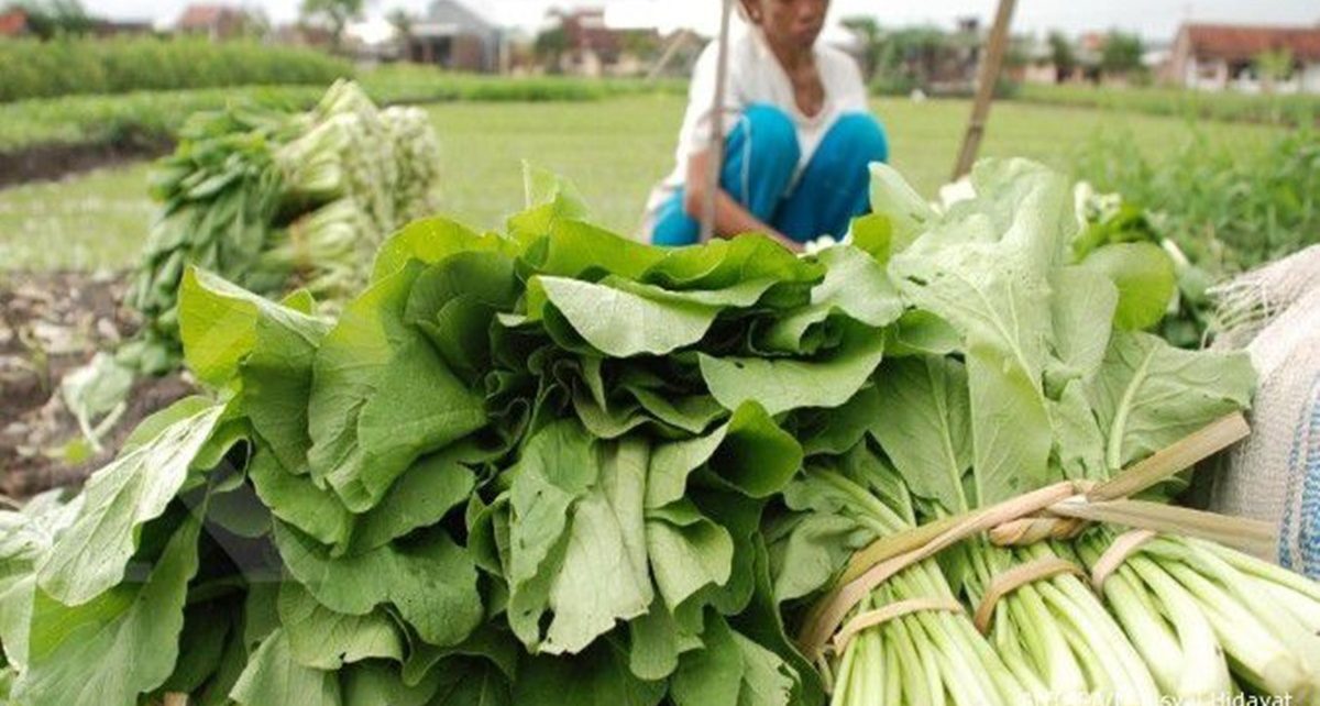 14 Manfaat Sawi Hijau untuk Kesehatan, Kaya Antioksidan dan Sumber Vitamin