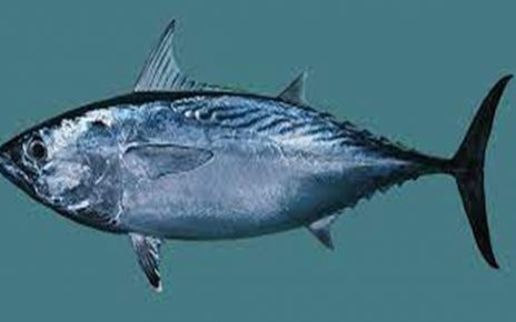 10 Manfaat Ikan Tongkol bagi Kesehatan, Ketahui Batas Mengonsumsinya