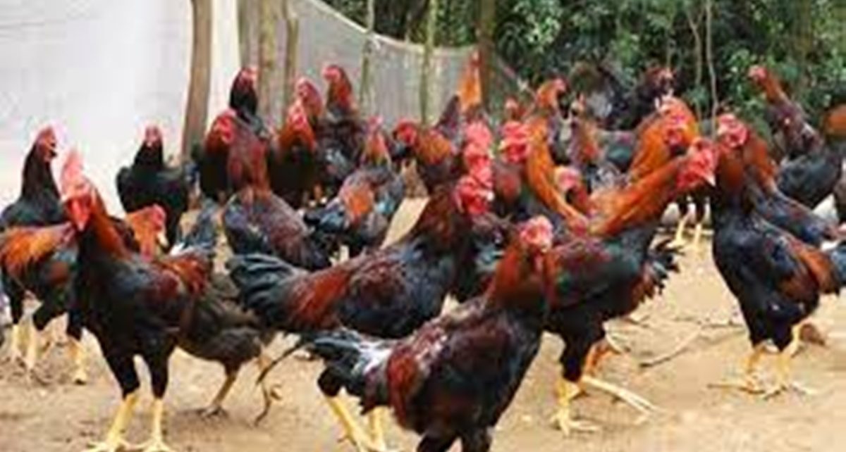 8 Cara Beternak Ayam Kampung dengan Modal Kecil, Hasil Menguntungkan