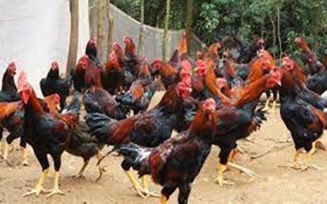 8 Cara Beternak Ayam Kampung dengan Modal Kecil, Hasil Menguntungkan