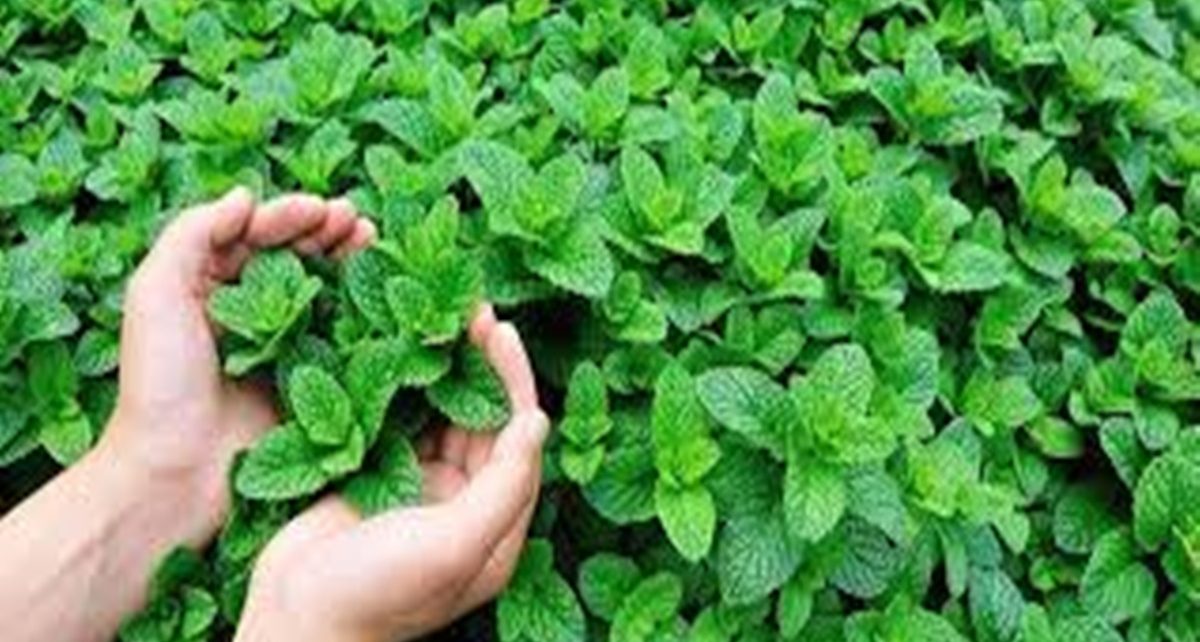 Manfaat Daun Mint untuk Kesehatan