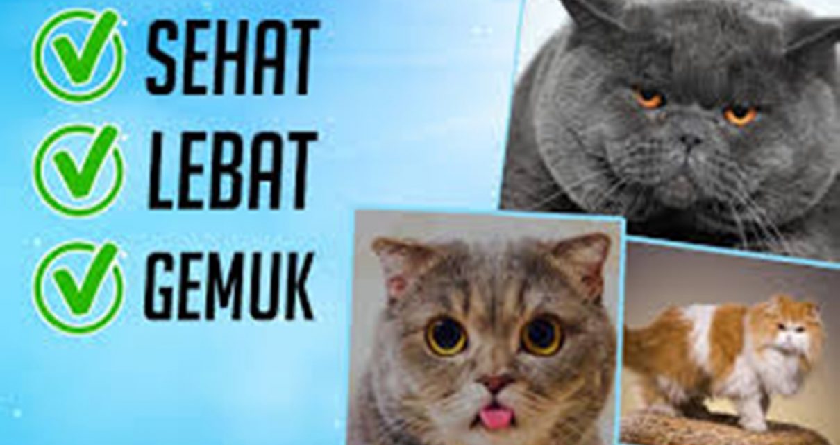 Cara Menghilangkan Jamur pada Kucing