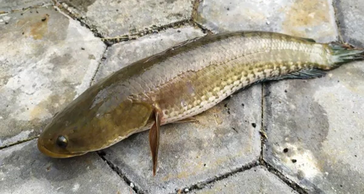 10 Manfaat Ikan Gabus untuk Kesehatan, Percepat Penyembuhan Luka