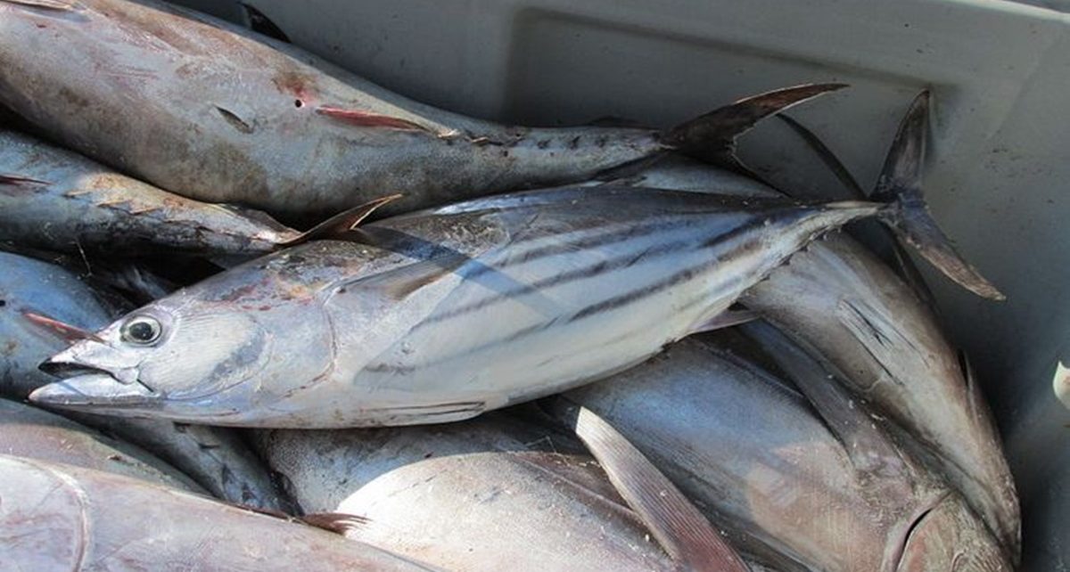 10 Manfaat Ikan Tongkol bagi Kesehatan, Ketahui Batas Mengonsumsinya