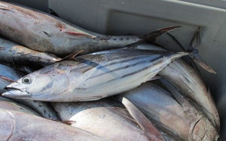 10 Manfaat Ikan Tongkol bagi Kesehatan, Ketahui Batas Mengonsumsinya