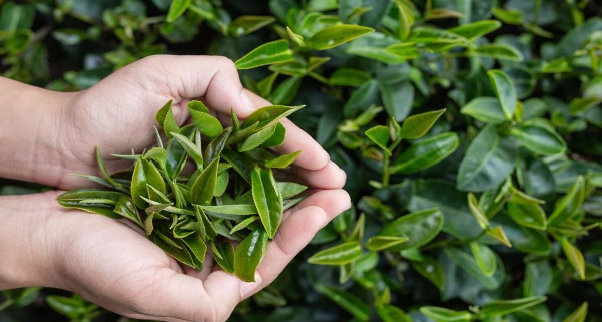 5 Manfaat Daun Teh bagi Kecantikan Kulit