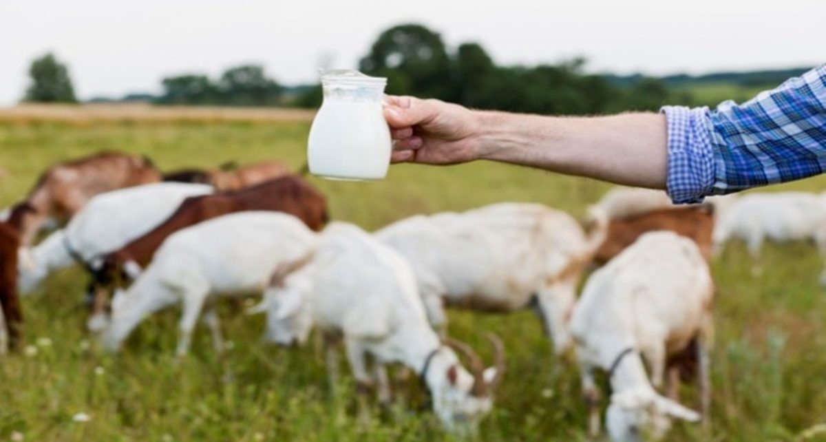 14 Manfaat Susu Kambing Etawa yang Jarang Diketahui, Bisa Tingkatkan Imun