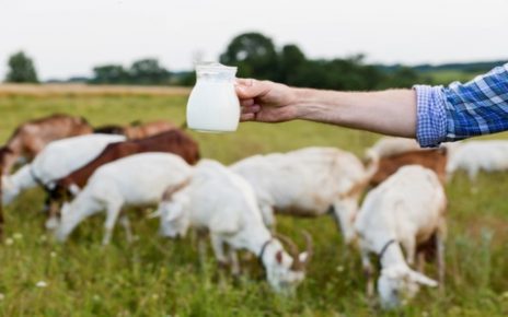 14 Manfaat Susu Kambing Etawa yang Jarang Diketahui, Bisa Tingkatkan Imun