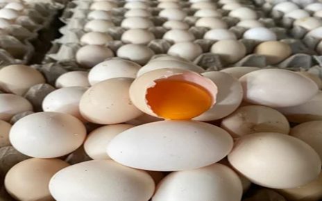 7 Manfaat Telur Ayam Kampung untuk Kesehatan