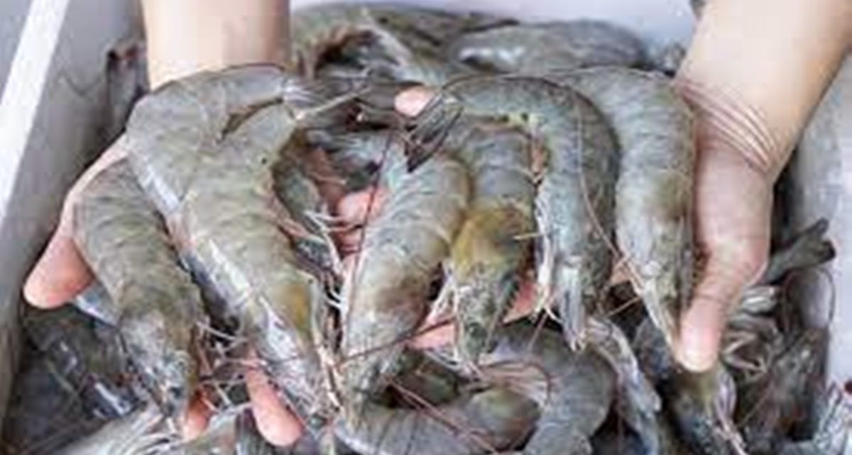 8 Manfaat Udang Bagi Kesehatan